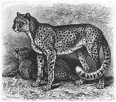 Acino Acinonyx