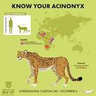 Acino Acinonyx